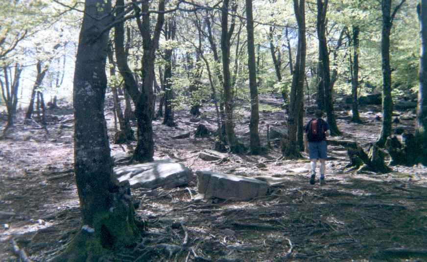 Bosque bajo la cumbre de Albako Harria